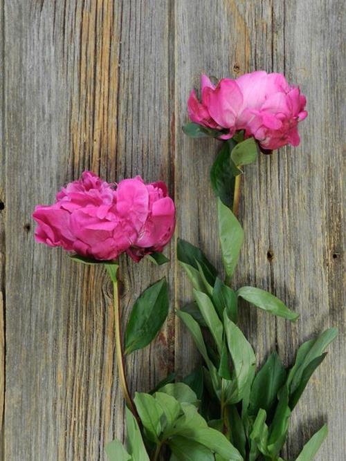 RED/DARK FUSUCA SARAH BERNHARDT  RED PEONIES